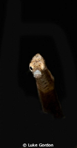 Give us a wink! by Luke Gordon 
